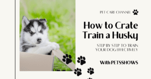 How to Crate Train a Husky